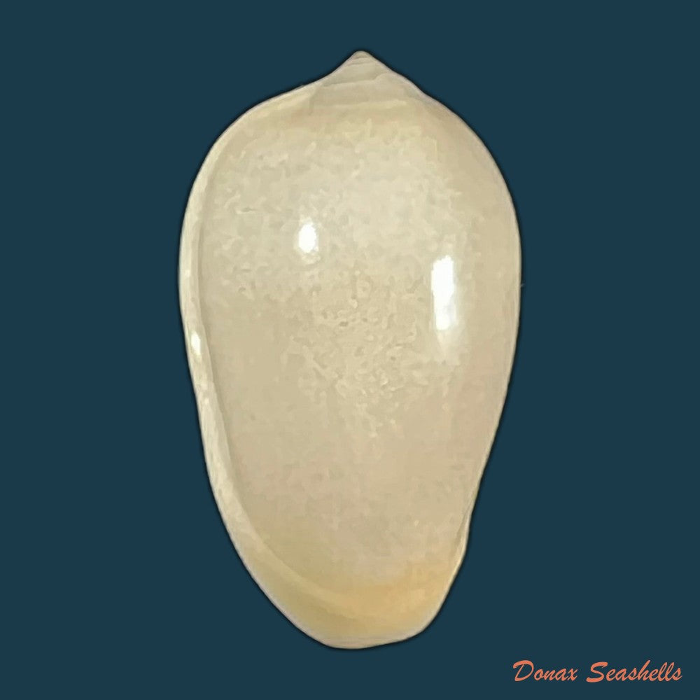 copia-de-prunum-marginatum-born-1778-24-5mm