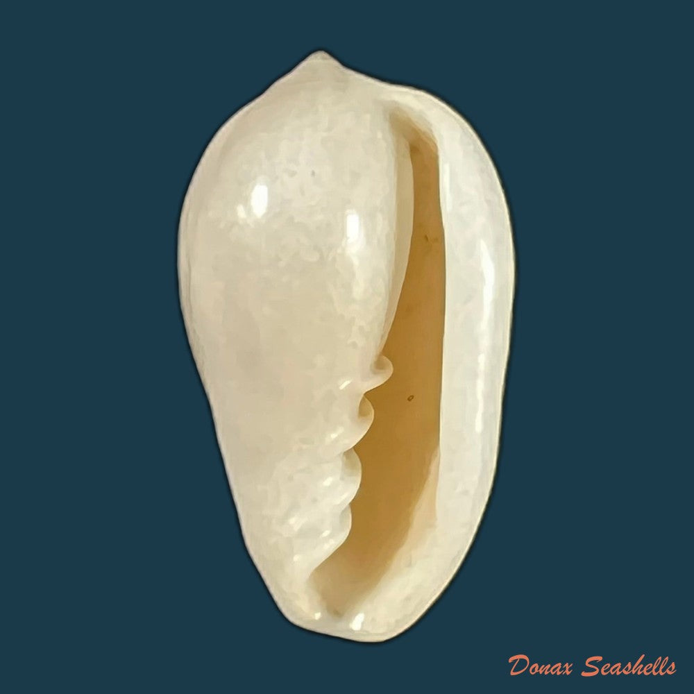 copia-de-prunum-marginatum-born-1778-24-5mm