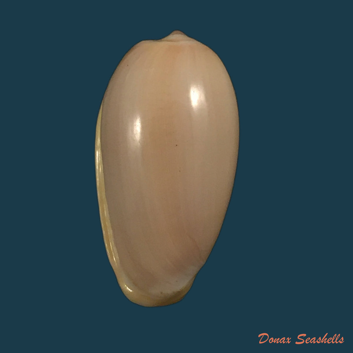 copia-de-prunum-martini-petit-1853-24-9mm