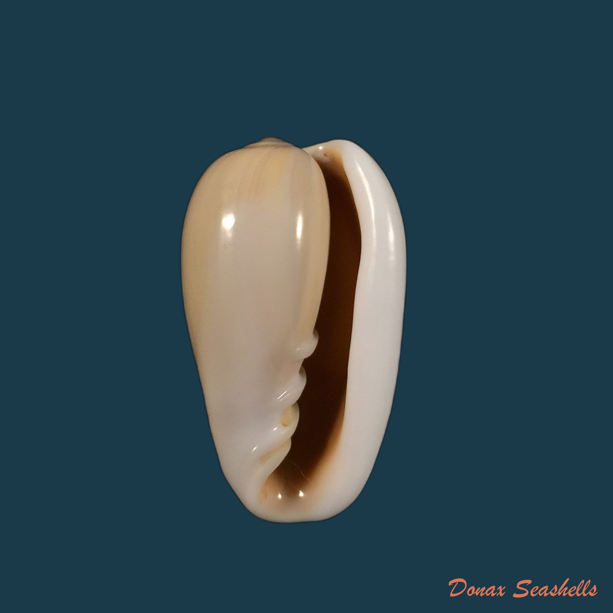 copia-de-prunum-martini-petit-1853-25-1mm-1