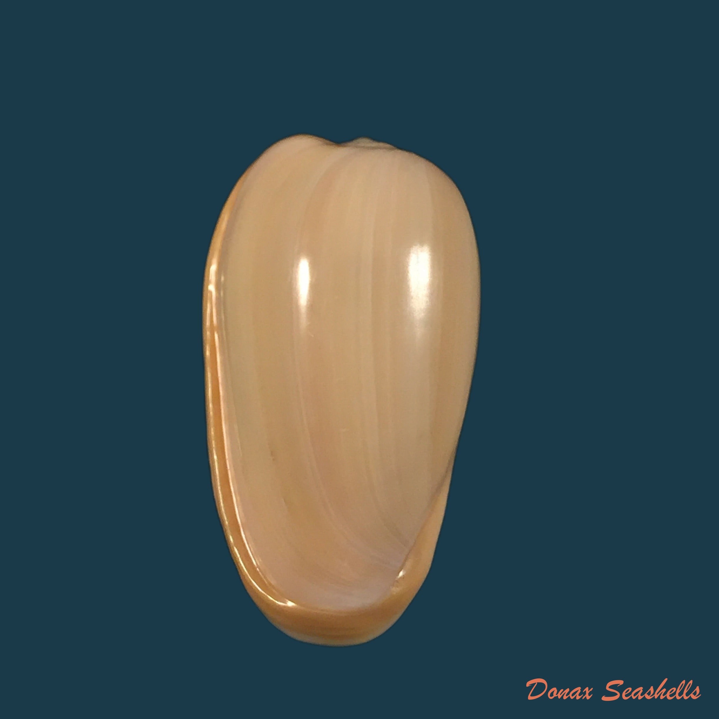 copia-de-prunum-martini-petit-1853-25-1mm-1