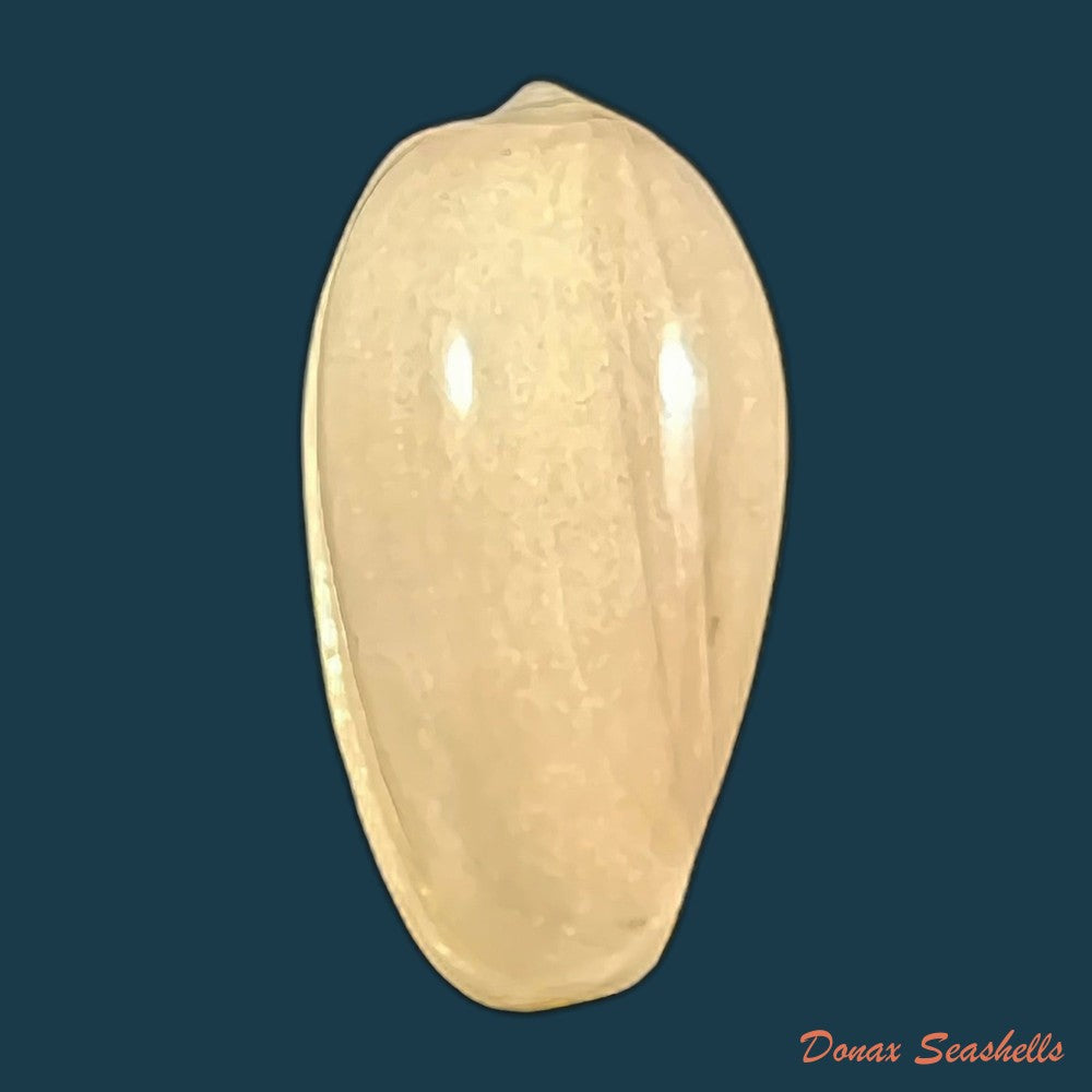 copia-de-prunum-martini-petit-1853-25-1mm-2