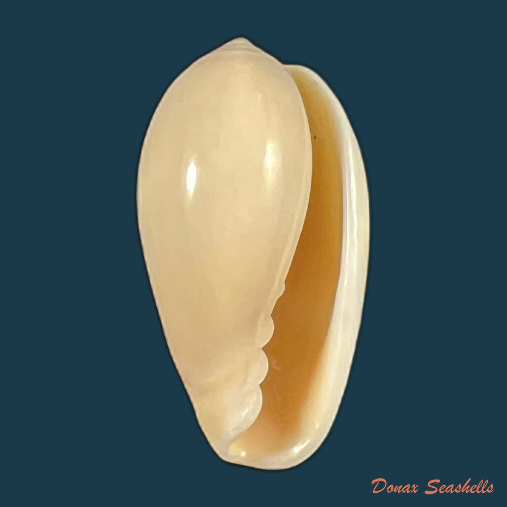 copia-de-prunum-martini-petit-1853-25-1mm-2