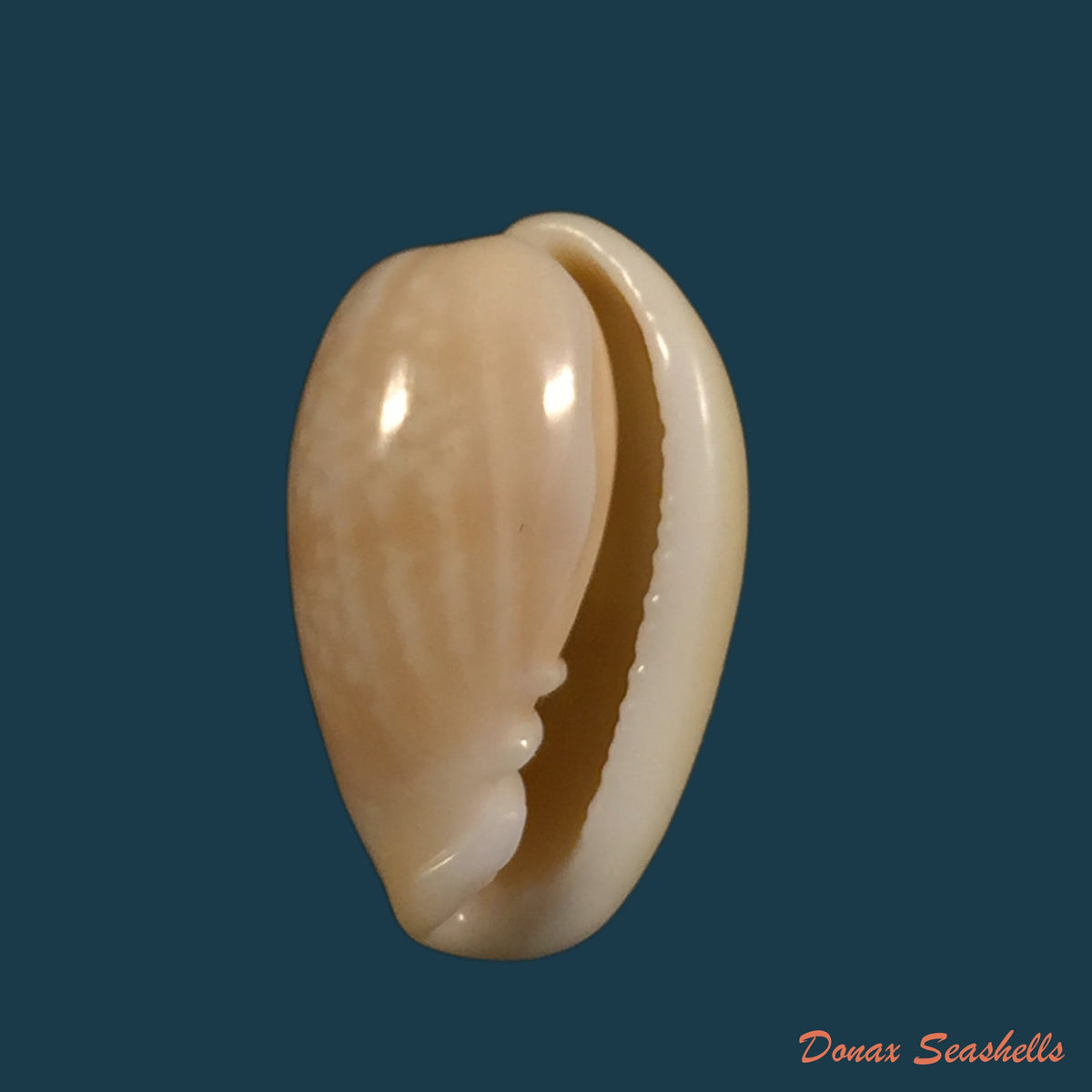 copia-de-prunum-martini-petit-1853-25-1mm