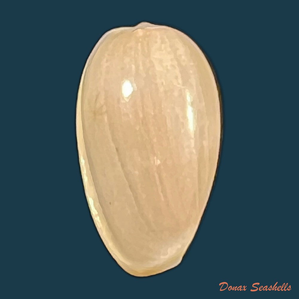 copia-de-prunum-martini-petit-1853-26-1mm