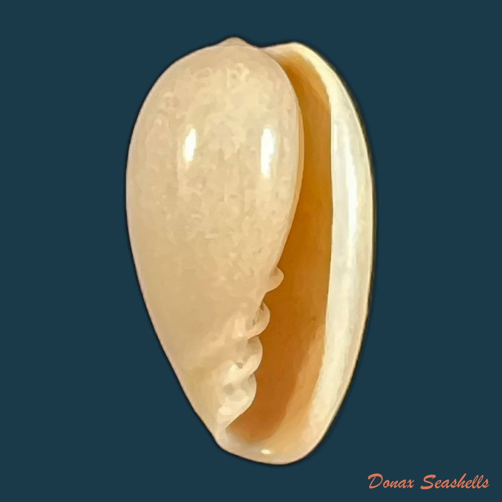 copia-de-prunum-martini-petit-1853-26-1mm