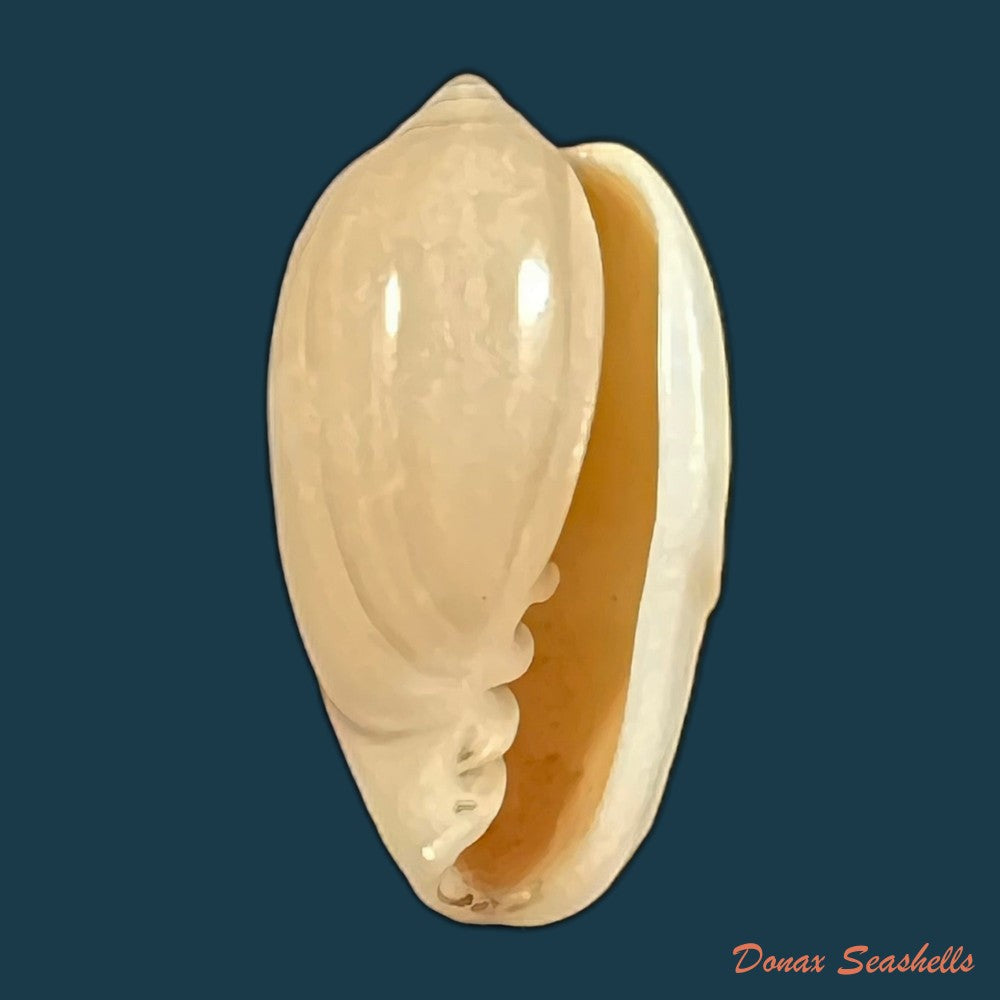 copia-de-prunum-martini-petit-1853-26-4mm