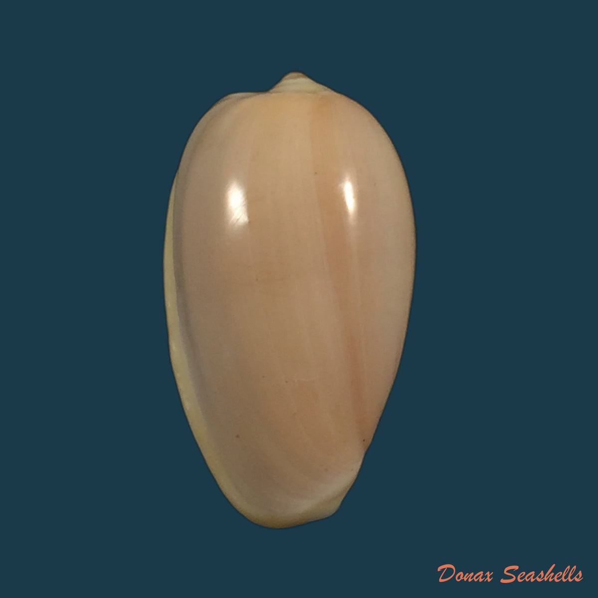copia-de-prunum-martini-petit-1853-27mm