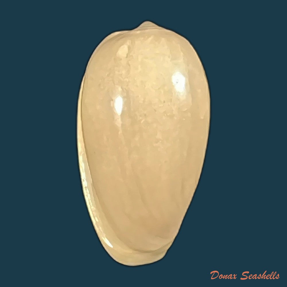 copia-de-prunum-martini-petit-1853-28-2mm
