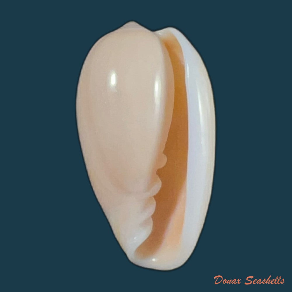 copia-de-prunum-martini-petit-1853-28-2mm