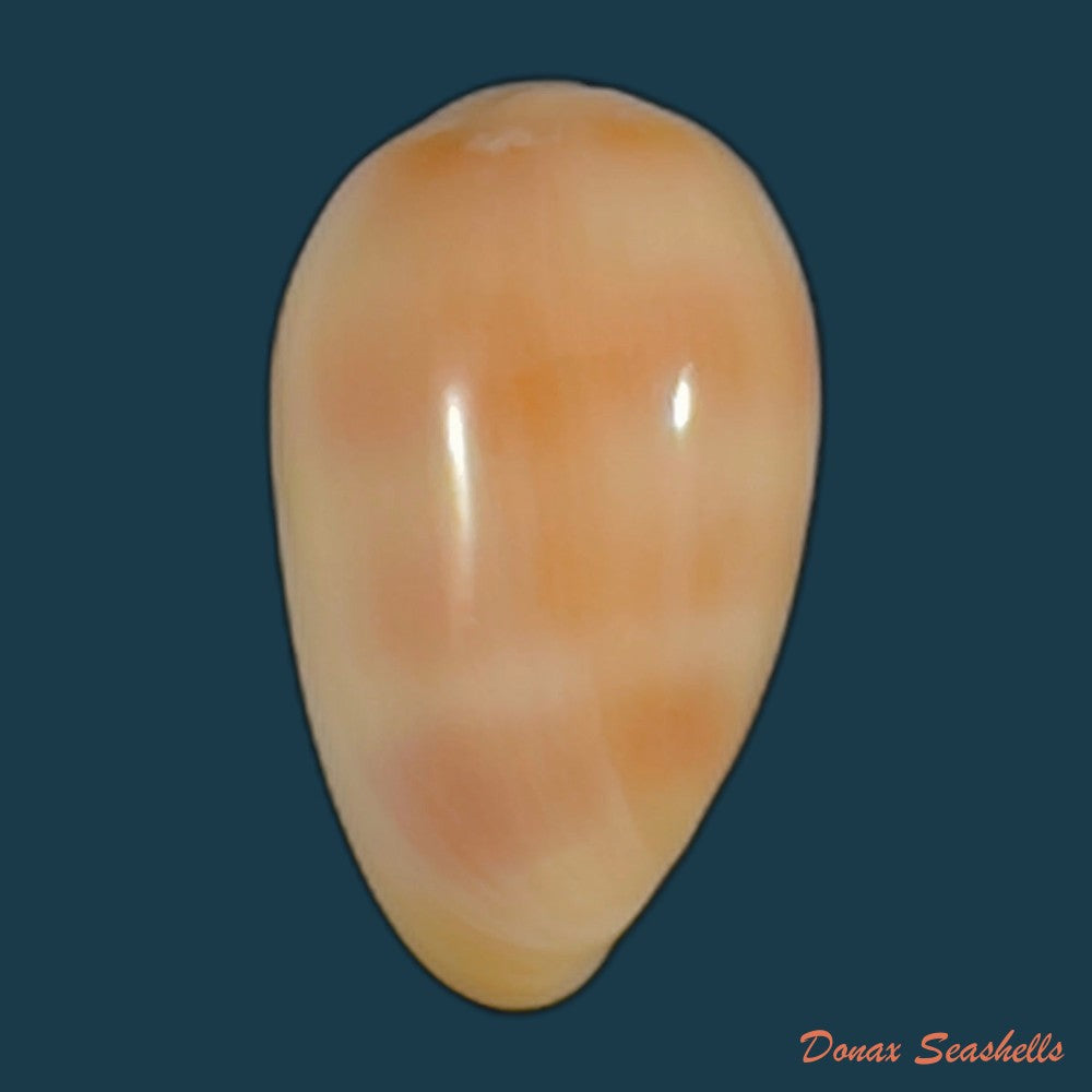 copia-de-prunum-negoi-t-cossignani-2005-16-9mm