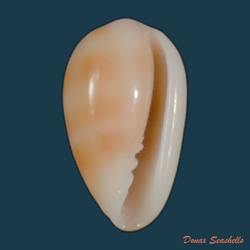 copia-de-prunum-negoi-t-cossignani-2005-16-9mm