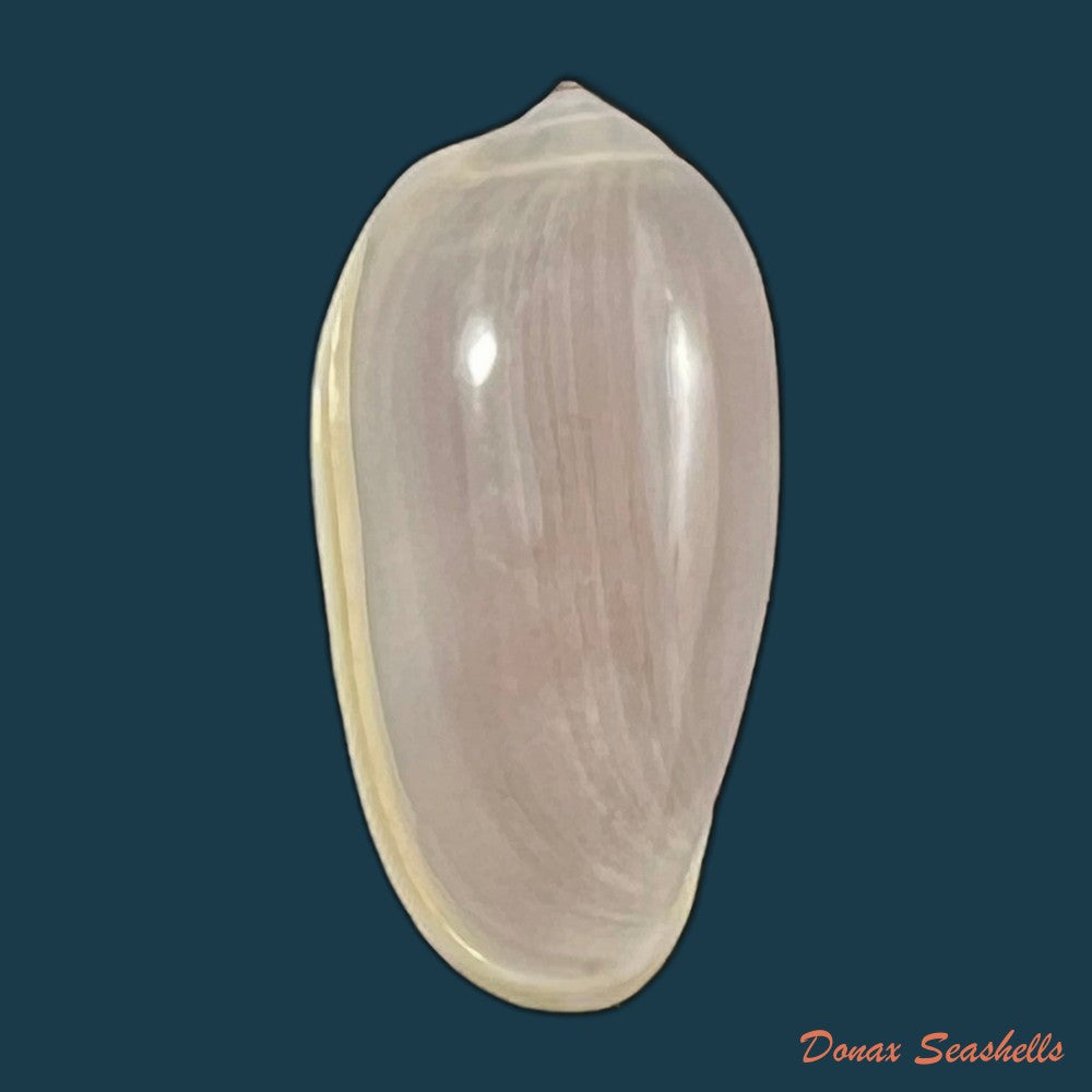 copia-de-prunum-roosevelti-bartsch-rehder-1939-17-9mm-1