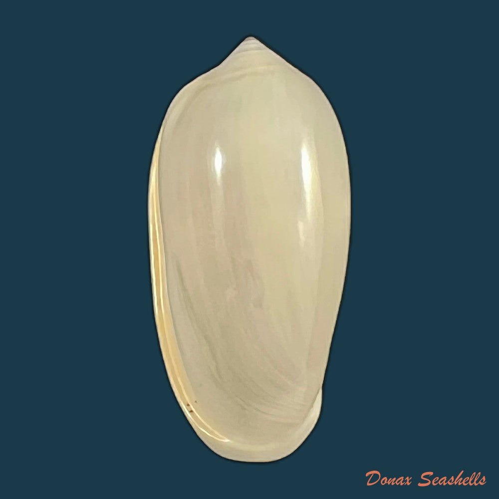 copia-de-prunum-storeria-couthouy-1837-26-1mm