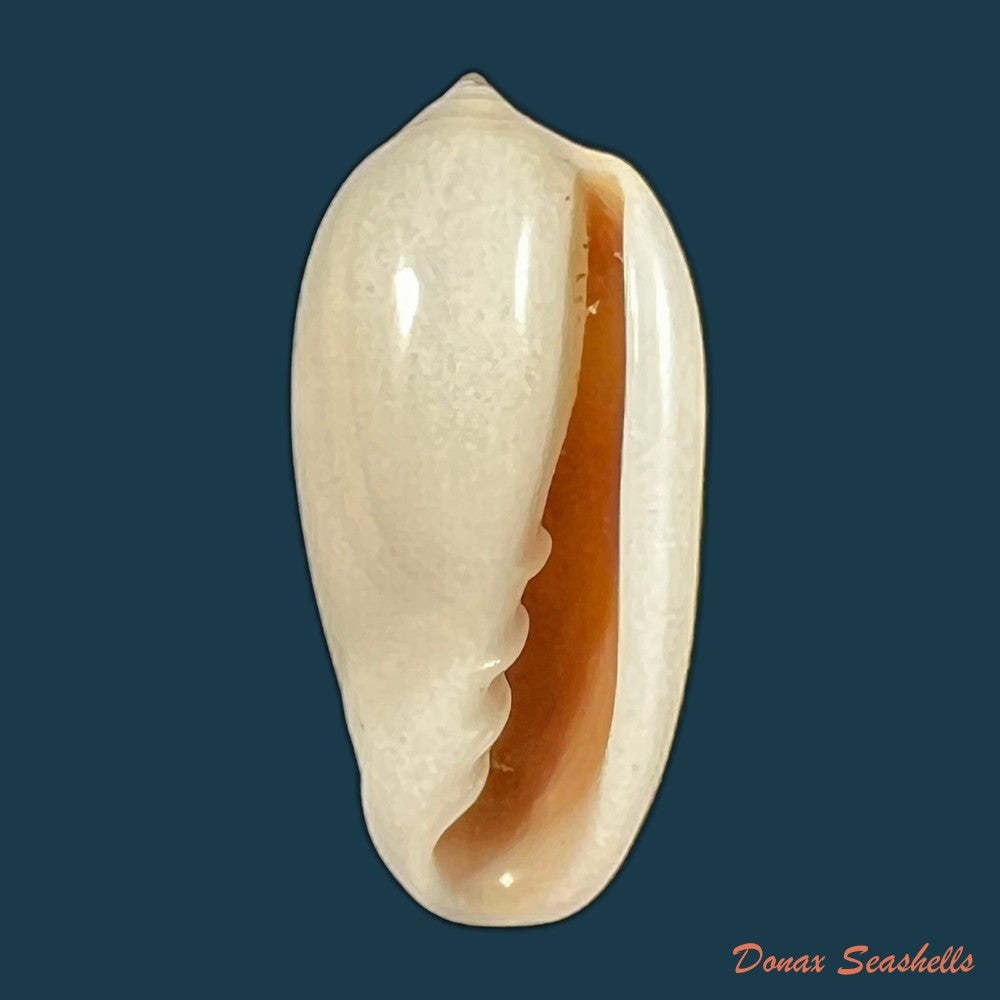 copia-de-prunum-storeria-couthouy-1837-26-1mm