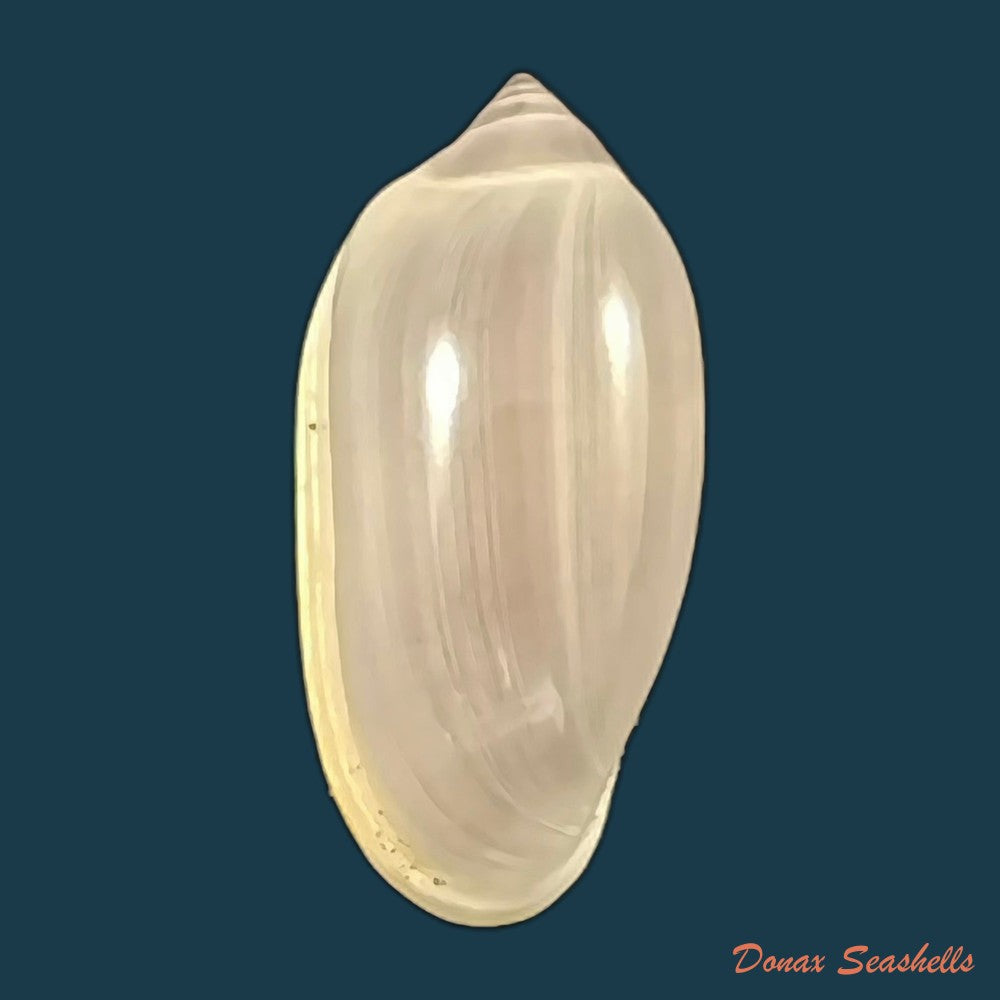 copia-de-prunum-storeria-couthouy-1837-26mm
