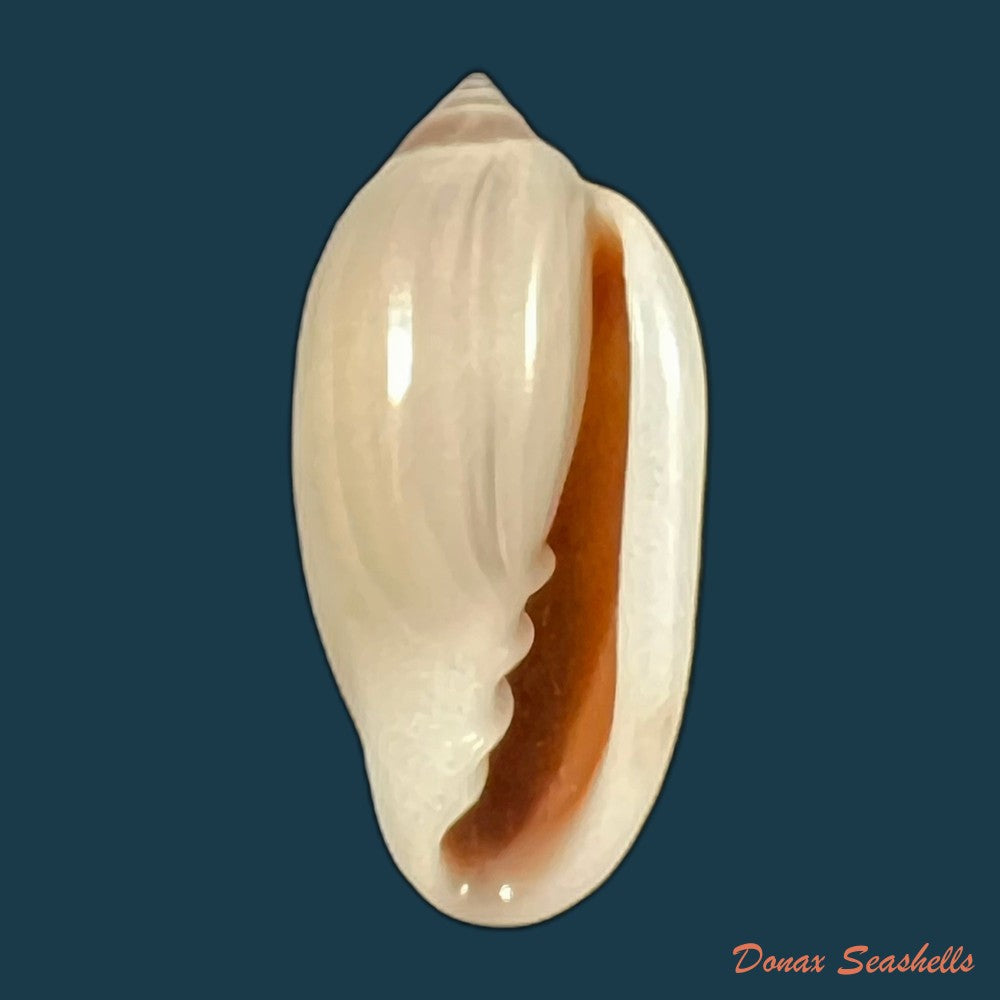 copia-de-prunum-storeria-couthouy-1837-26mm