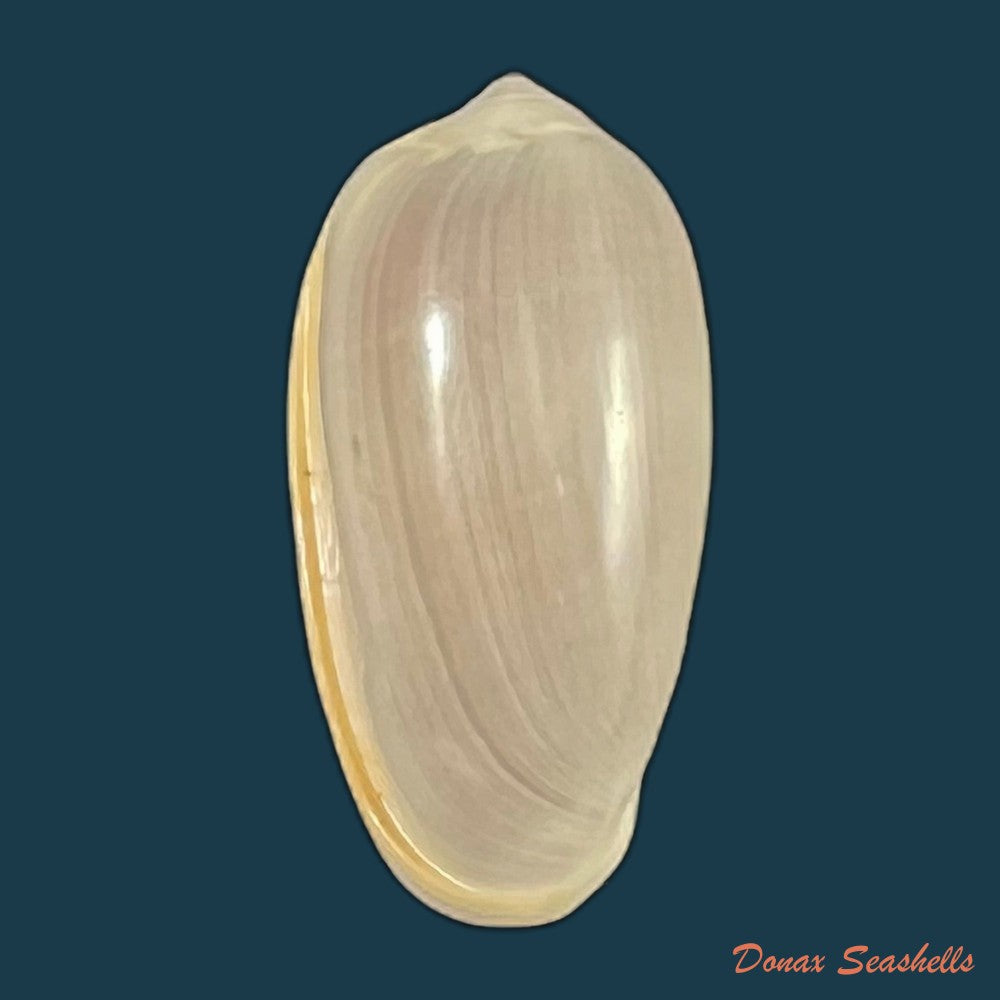 copia-de-prunum-storeria-couthouy-1837-27-3mm