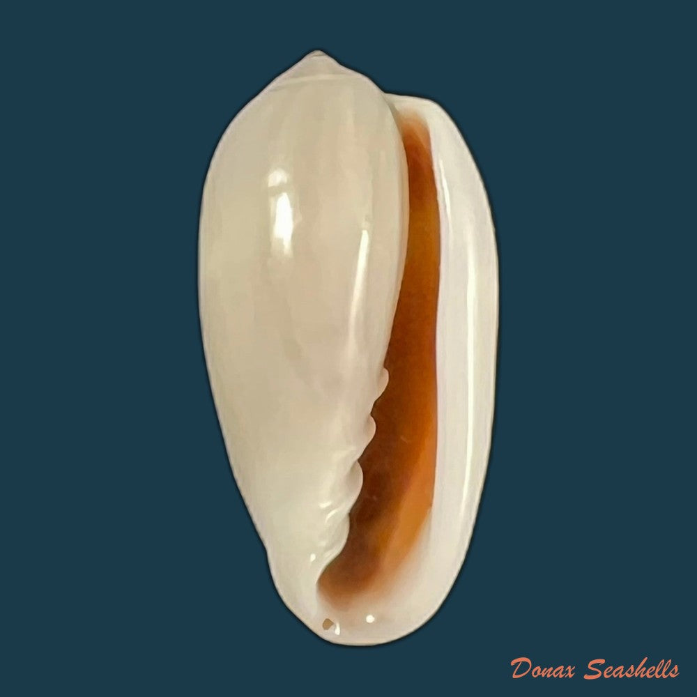 copia-de-prunum-storeria-couthouy-1837-27-3mm