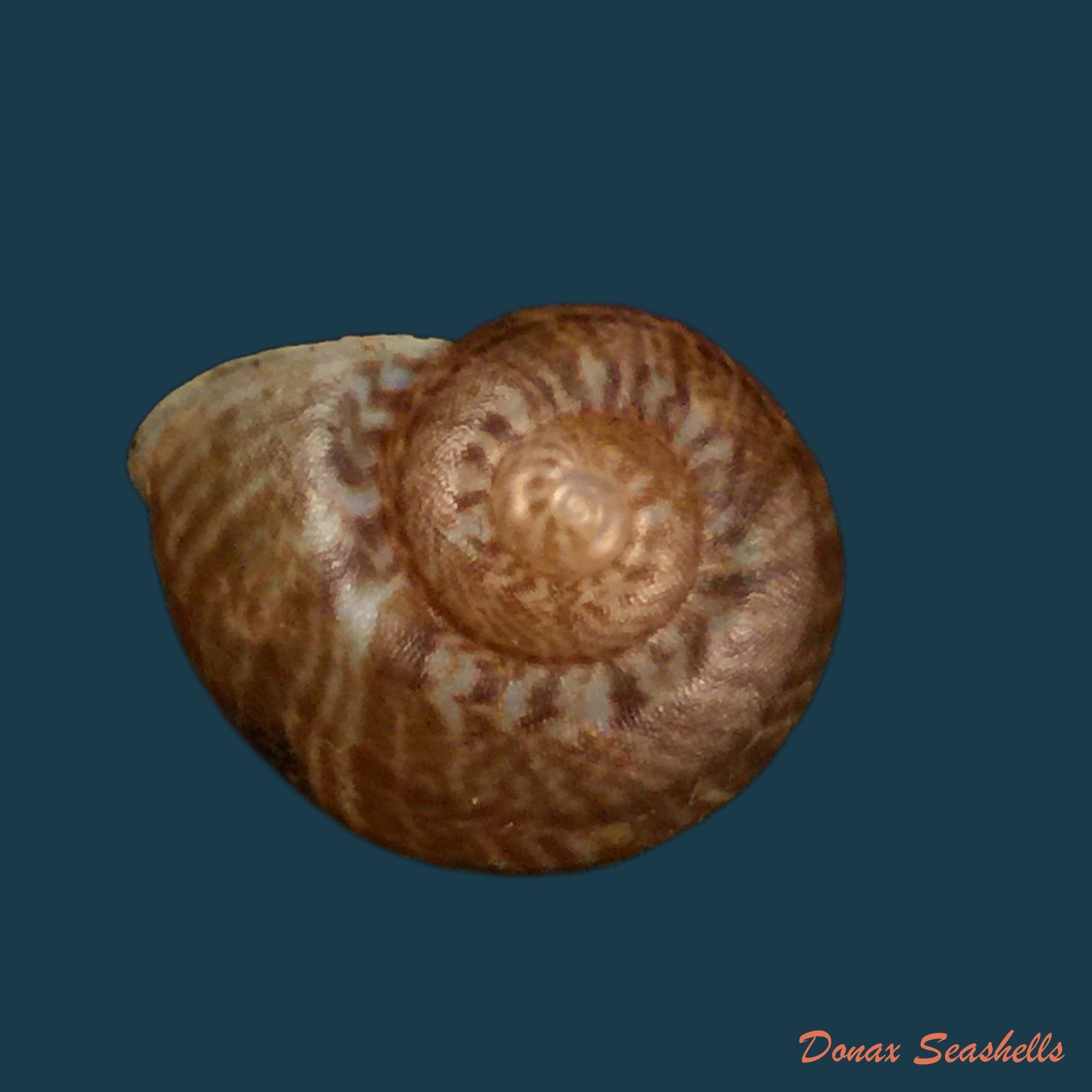 copia-de-psadara-rosaria-pfeiffer-1849