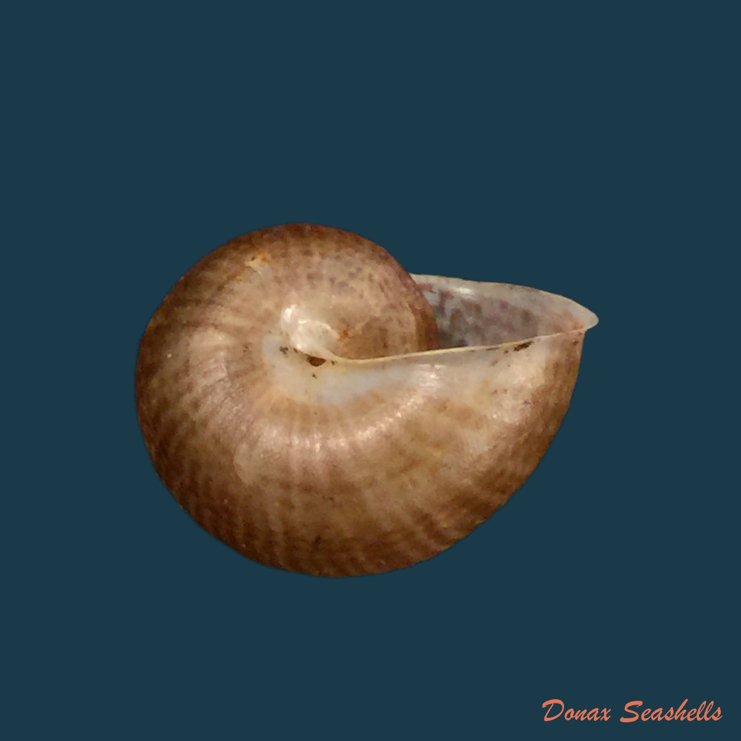 copia-de-psadara-rosaria-pfeiffer-1849