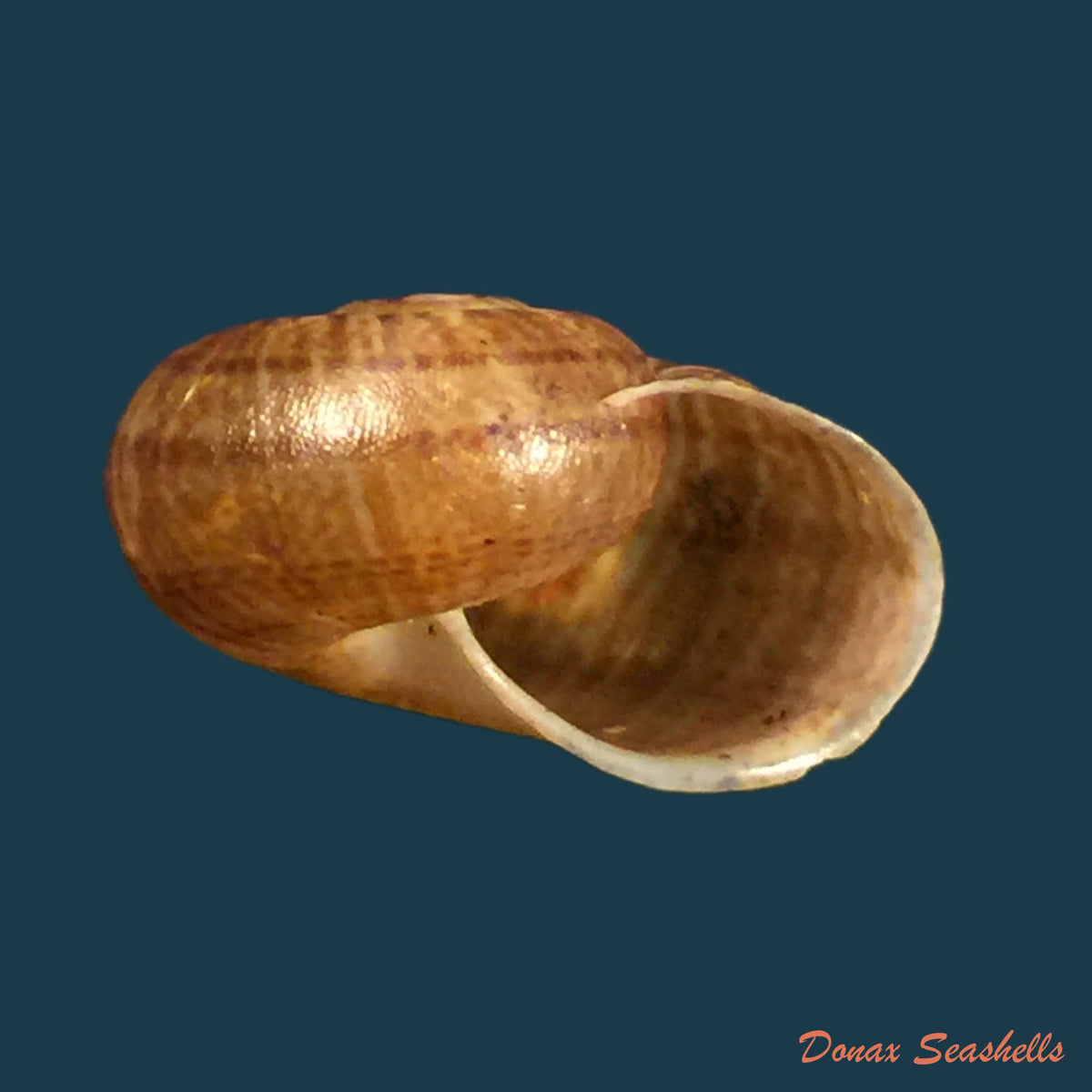 copia-de-psadara-rosaria-pfeiffer-1849