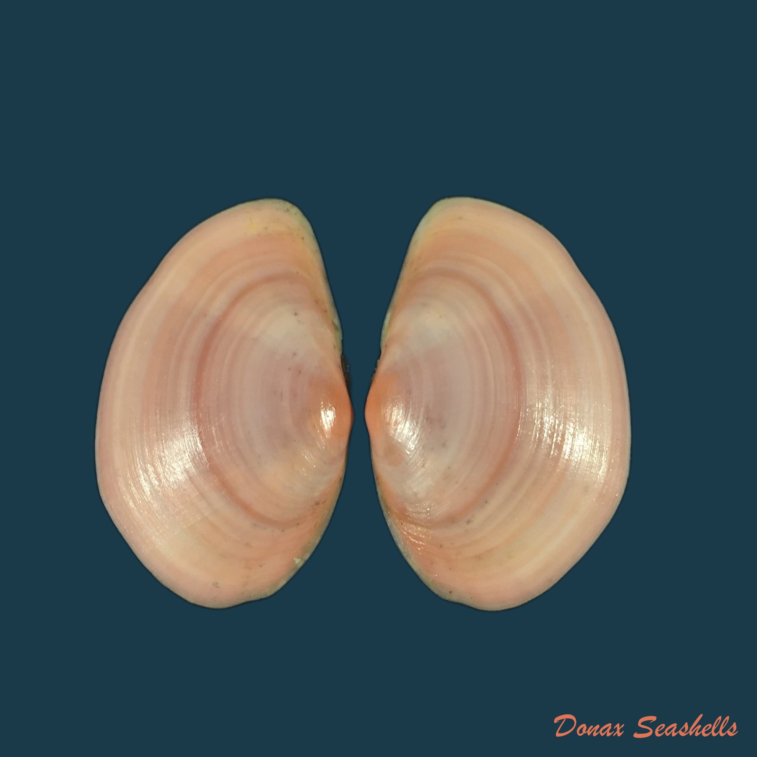 copia-de-psammotella-cruenta-lightfoot-1786-70-5mm