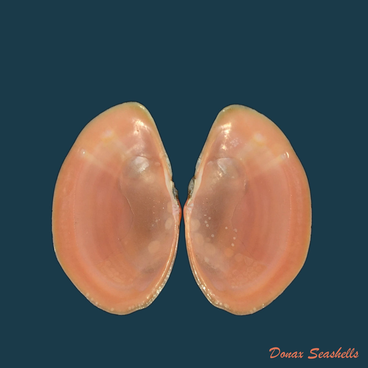 copia-de-psammotella-cruenta-lightfoot-1786-70-5mm