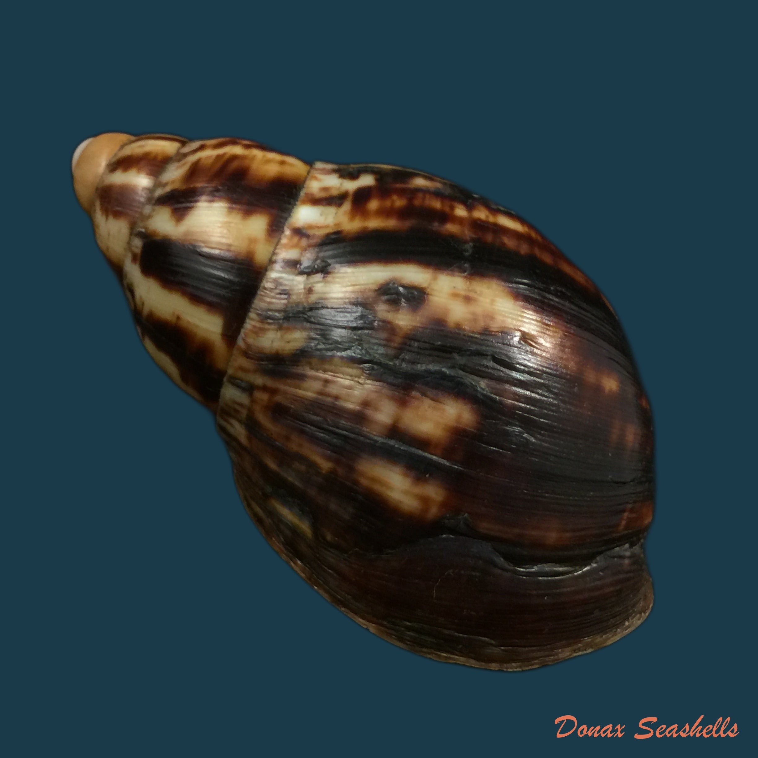 copia-de-pseudachatina-dennisoni-pfeiffer-1947-79-4mm-1