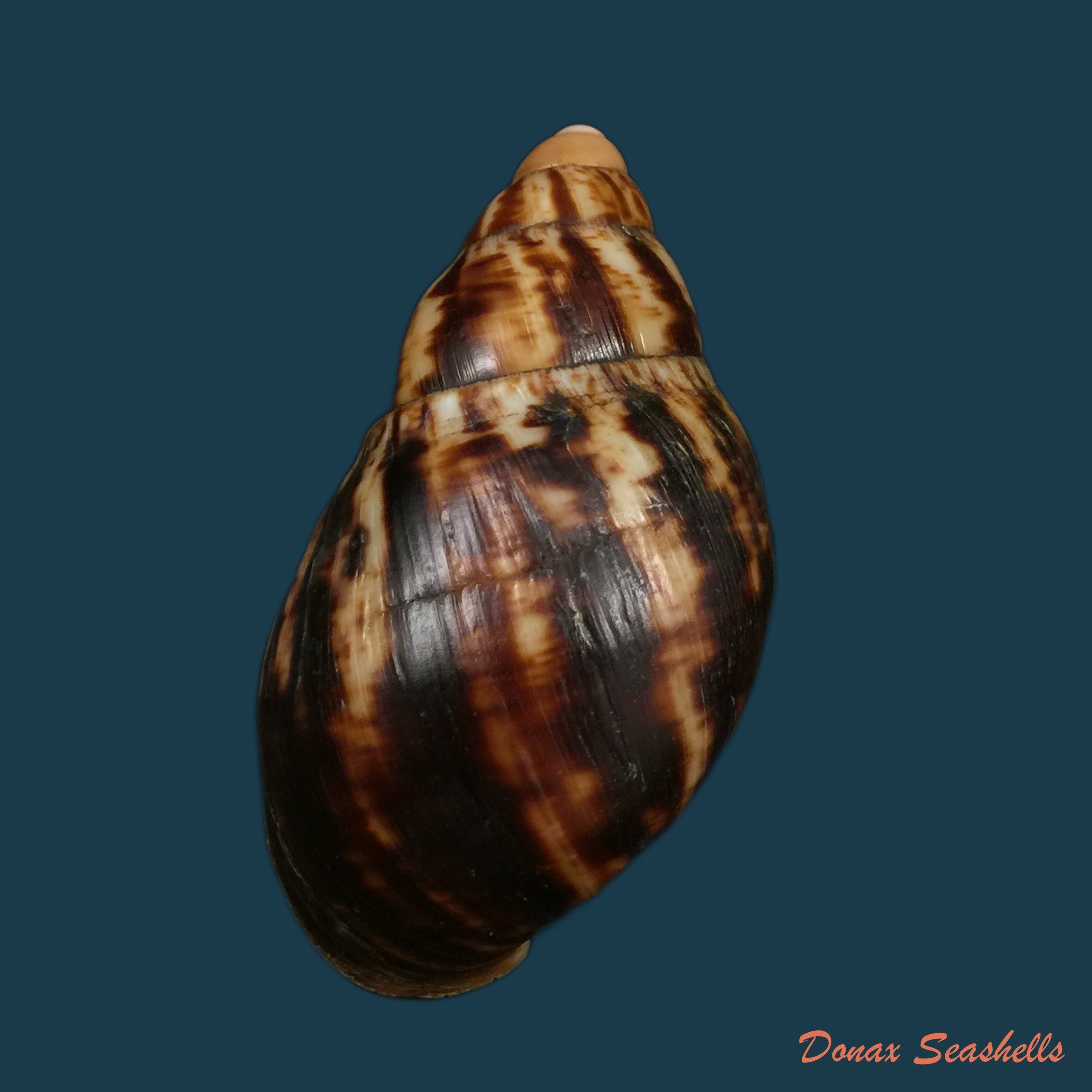 copia-de-pseudachatina-dennisoni-pfeiffer-1947-79-4mm-1