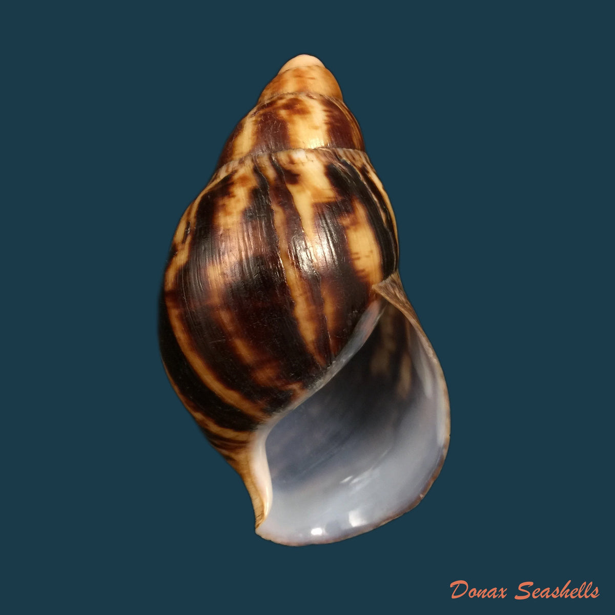 copia-de-pseudachatina-dennisoni-pfeiffer-1947-79-4mm-1