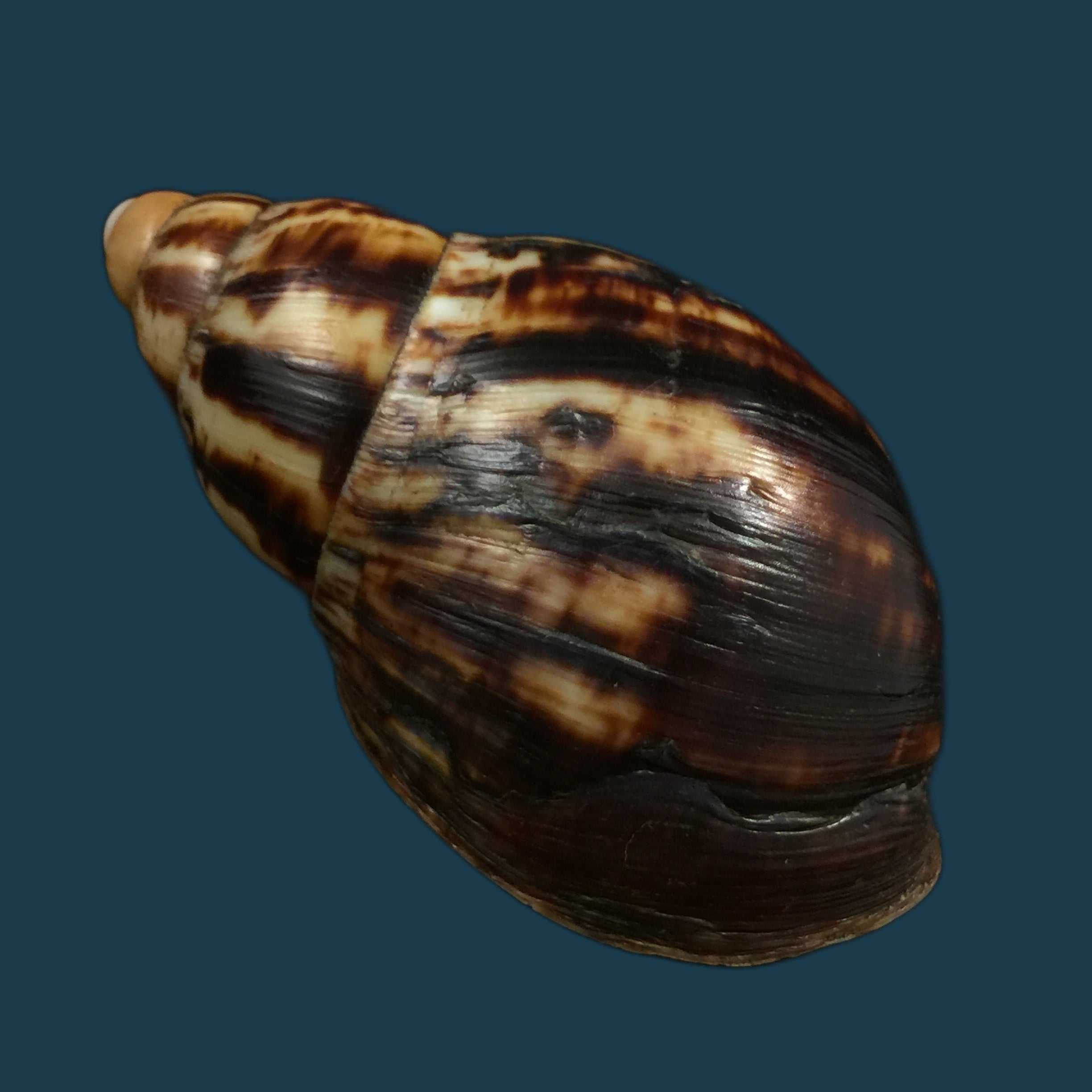 Archachatina marginata suturalis (Philippi,1849) - 106,6mm