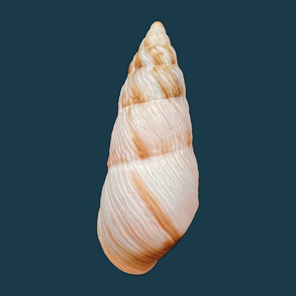 copia-de-pseudachatina-dennisoni-pfeiffer-1947-79-4mm-2