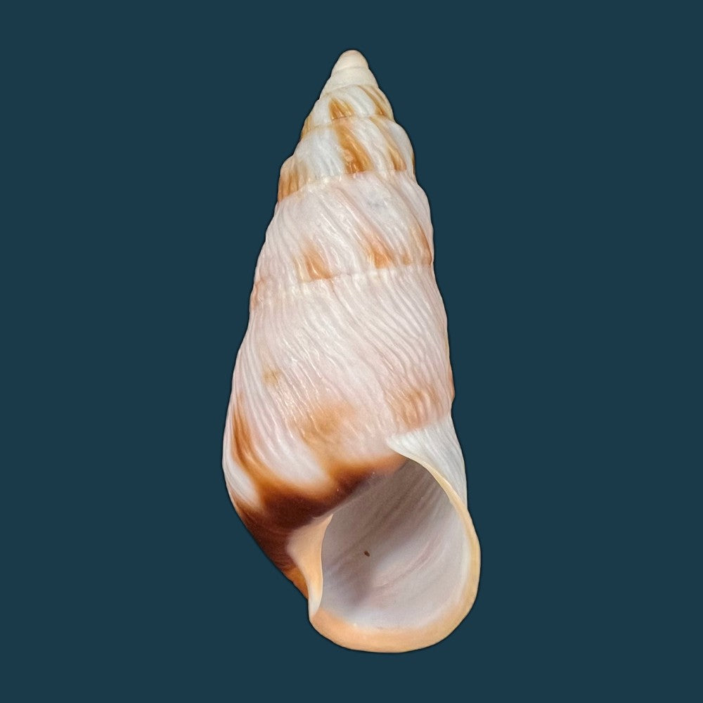 copia-de-pseudachatina-dennisoni-pfeiffer-1947-79-4mm-2