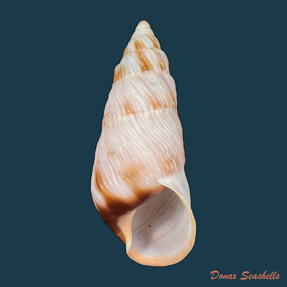 copia-de-pseudachatina-dennisoni-pfeiffer-1947-79-4mm-2