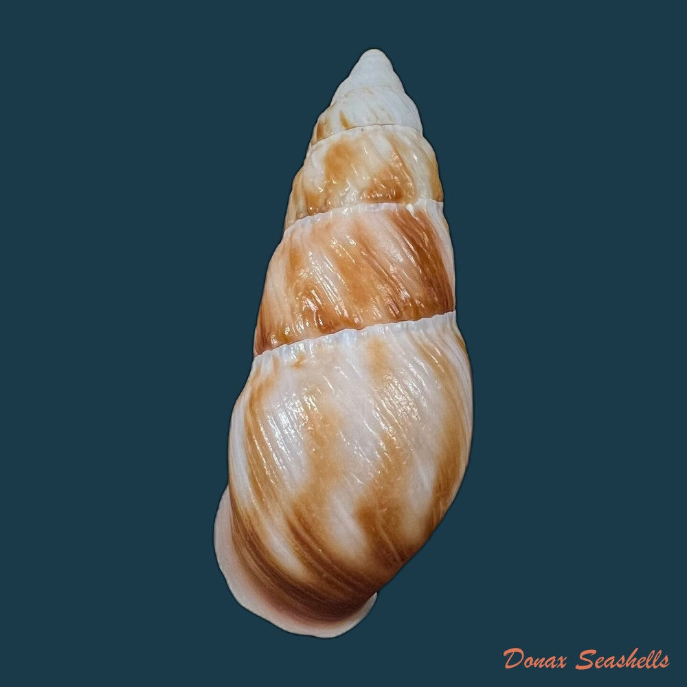 copia-de-pseudachatina-dennisoni-pfeiffer-1947-79-4mm-3
