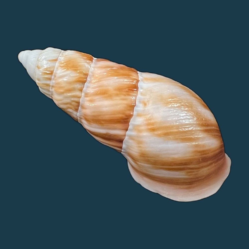 copia-de-pseudachatina-dennisoni-pfeiffer-1947-79-4mm-3