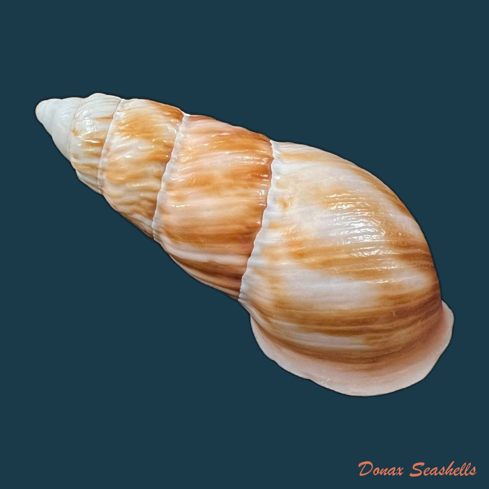 copia-de-pseudachatina-dennisoni-pfeiffer-1947-79-4mm-3
