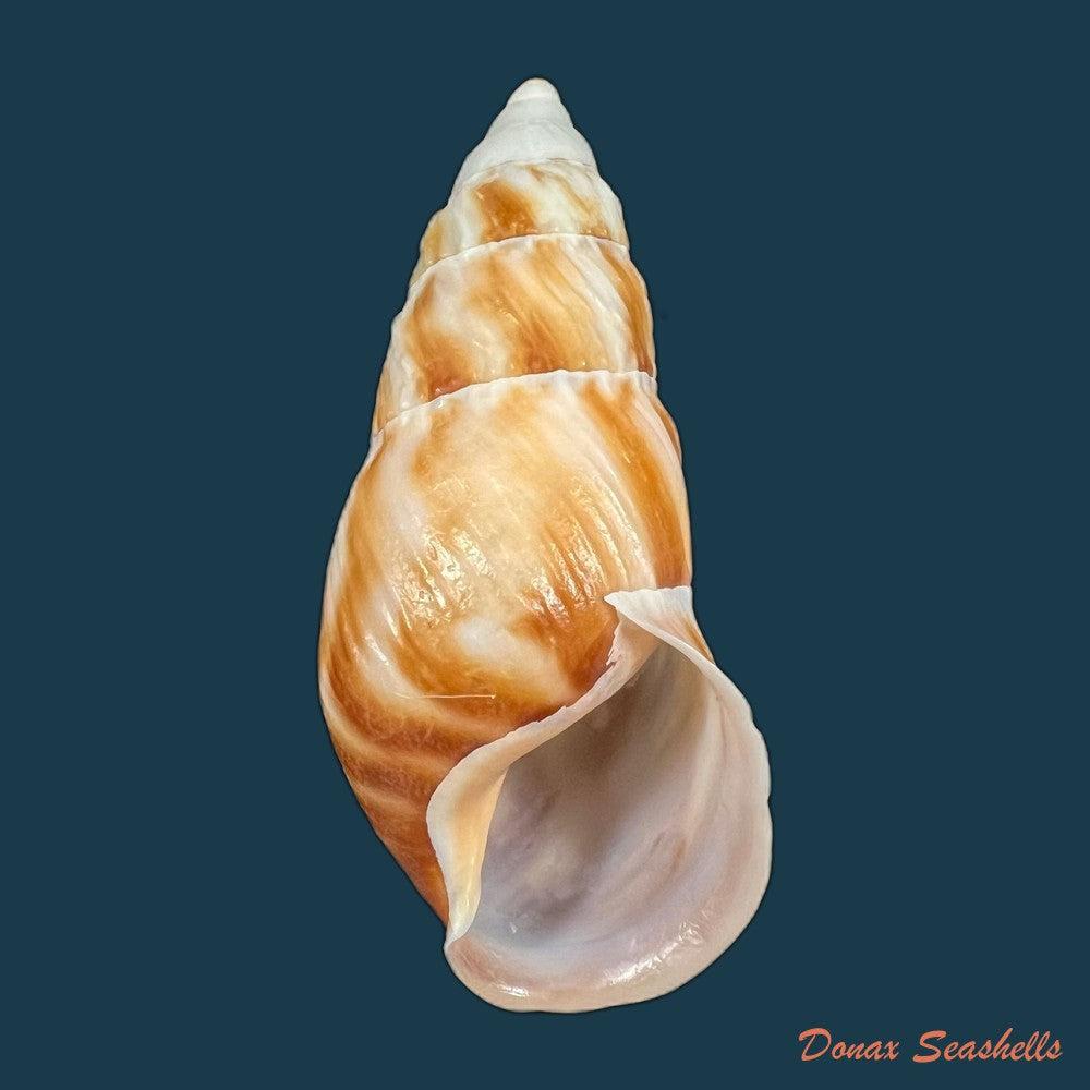 copia-de-pseudachatina-dennisoni-pfeiffer-1947-79-4mm-3