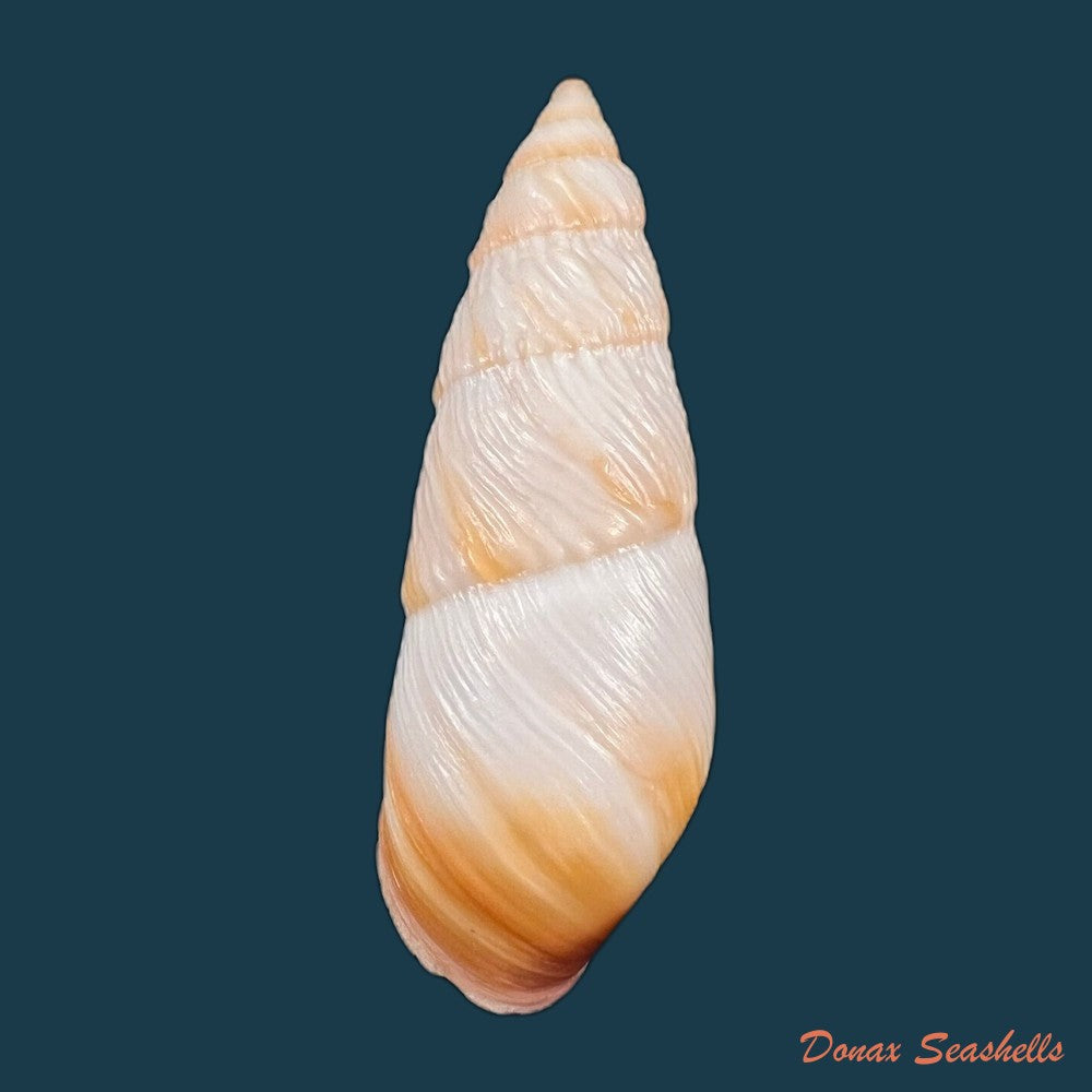 copia-de-pseudachatina-downesii-g-b-sowerby-i-1838-81-1mm