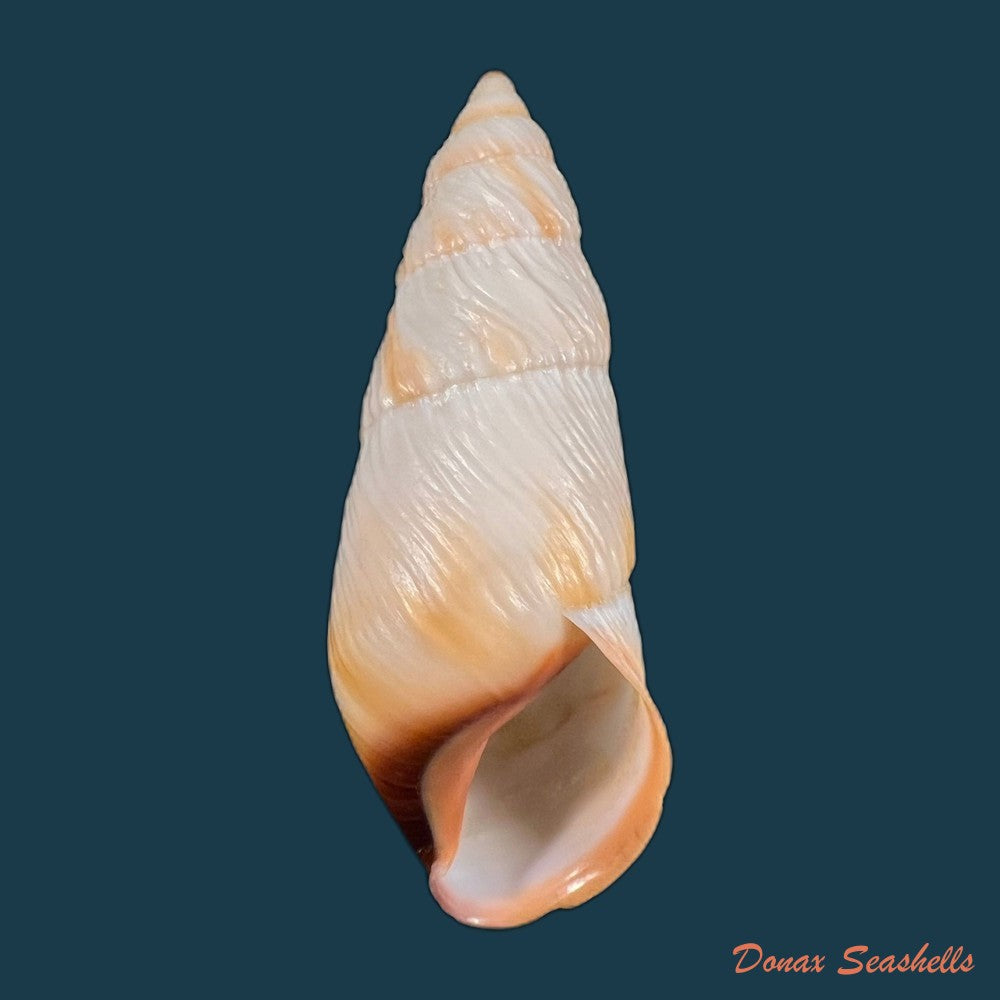 copia-de-pseudachatina-downesii-g-b-sowerby-i-1838-81-1mm