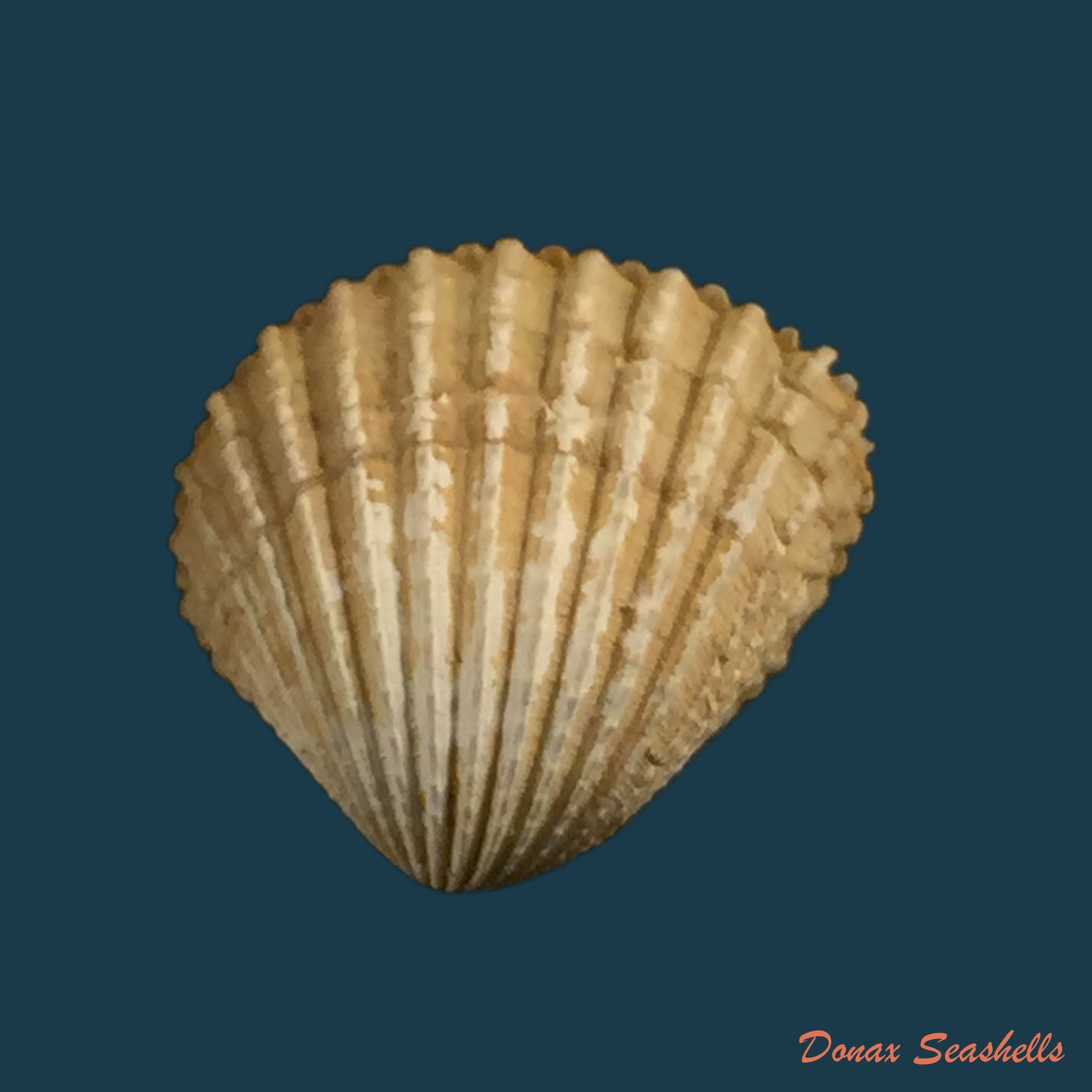 copia-de-pseudocyphoma-intermedium-g-b-sowerby-i-1828