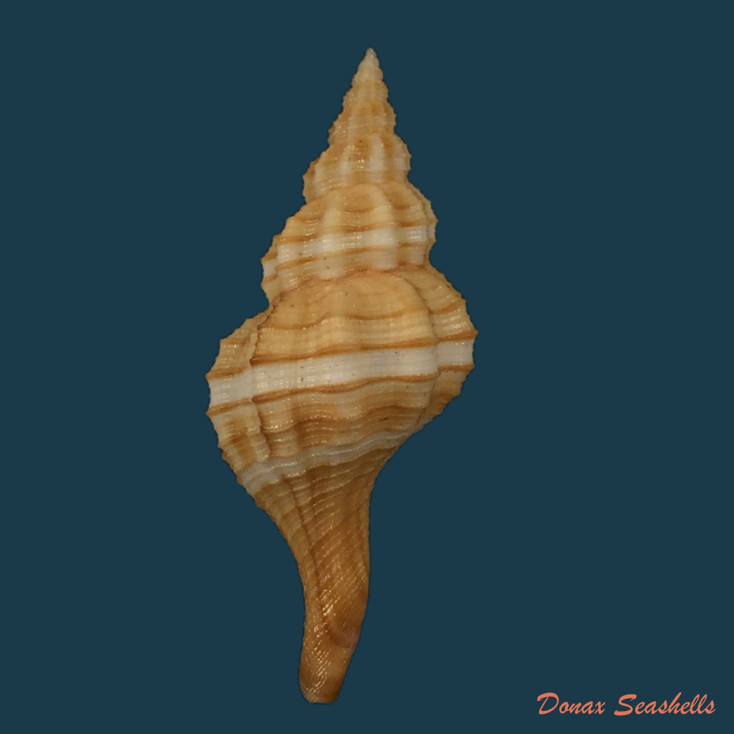 copia-de-pseudolatirus-kuroseanus-okutani-1975-15-1mm