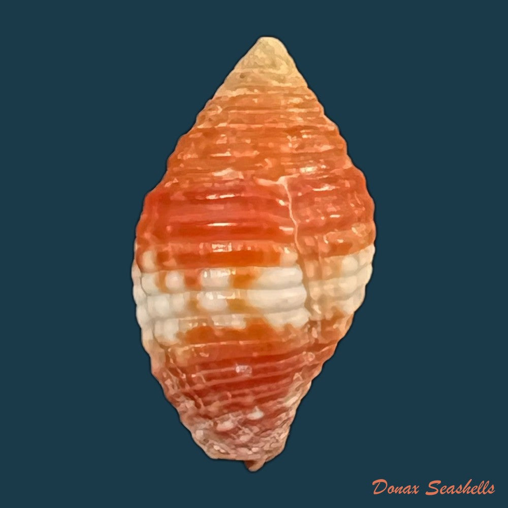 copia-de-pseudonebularia-cucumerina-lamarck-1811-14-1mm