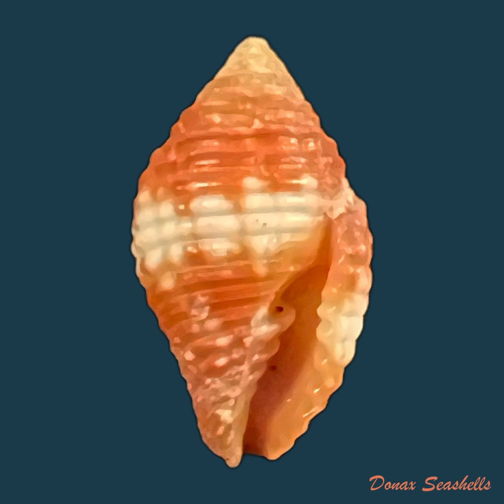copia-de-pseudonebularia-cucumerina-lamarck-1811-14-1mm