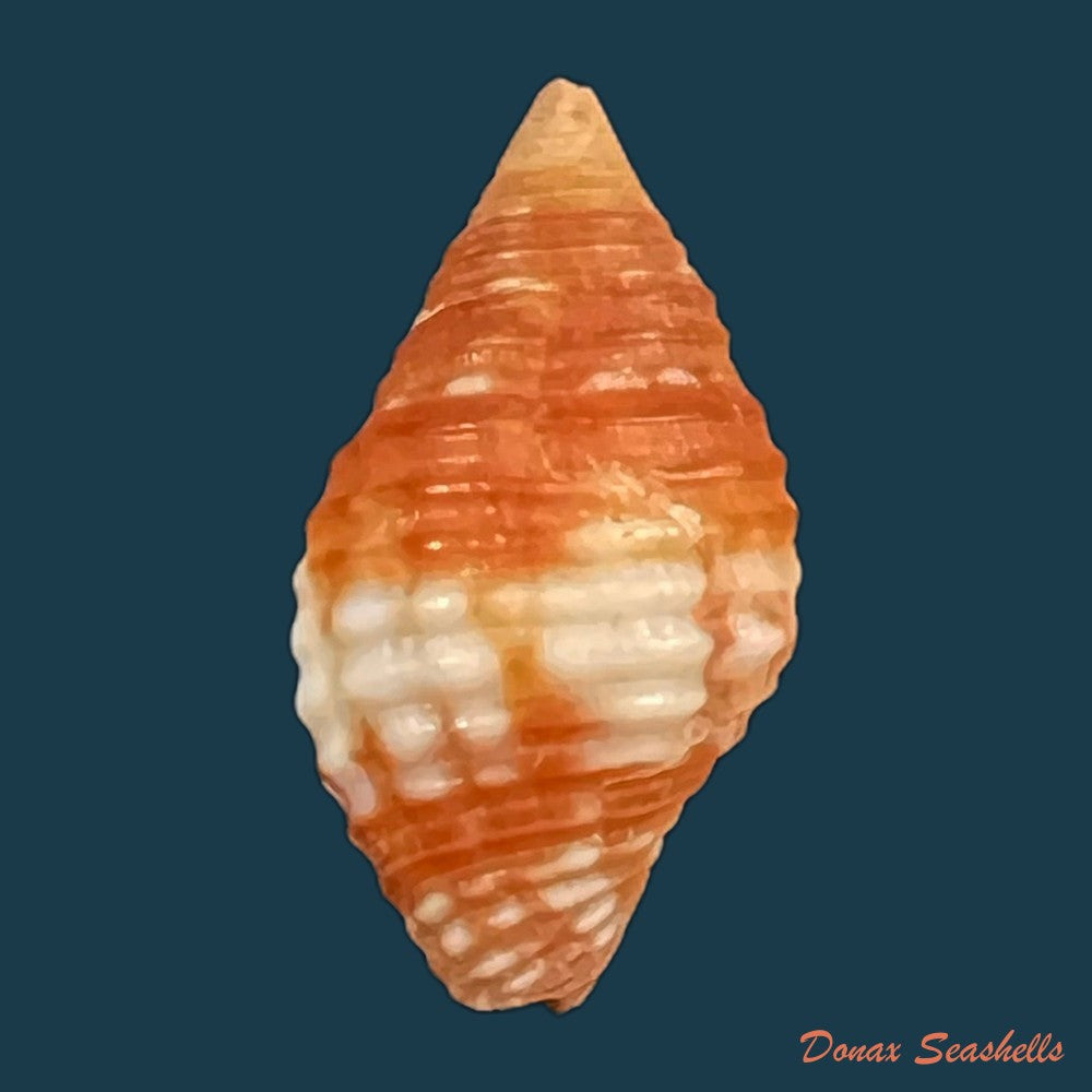 copia-de-pseudonebularia-cucumerina-lamarck-1811-15-5mm-1