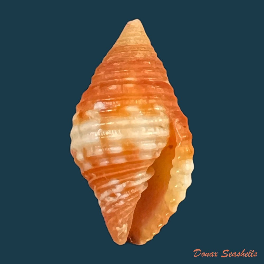copia-de-pseudonebularia-cucumerina-lamarck-1811-15-5mm-1