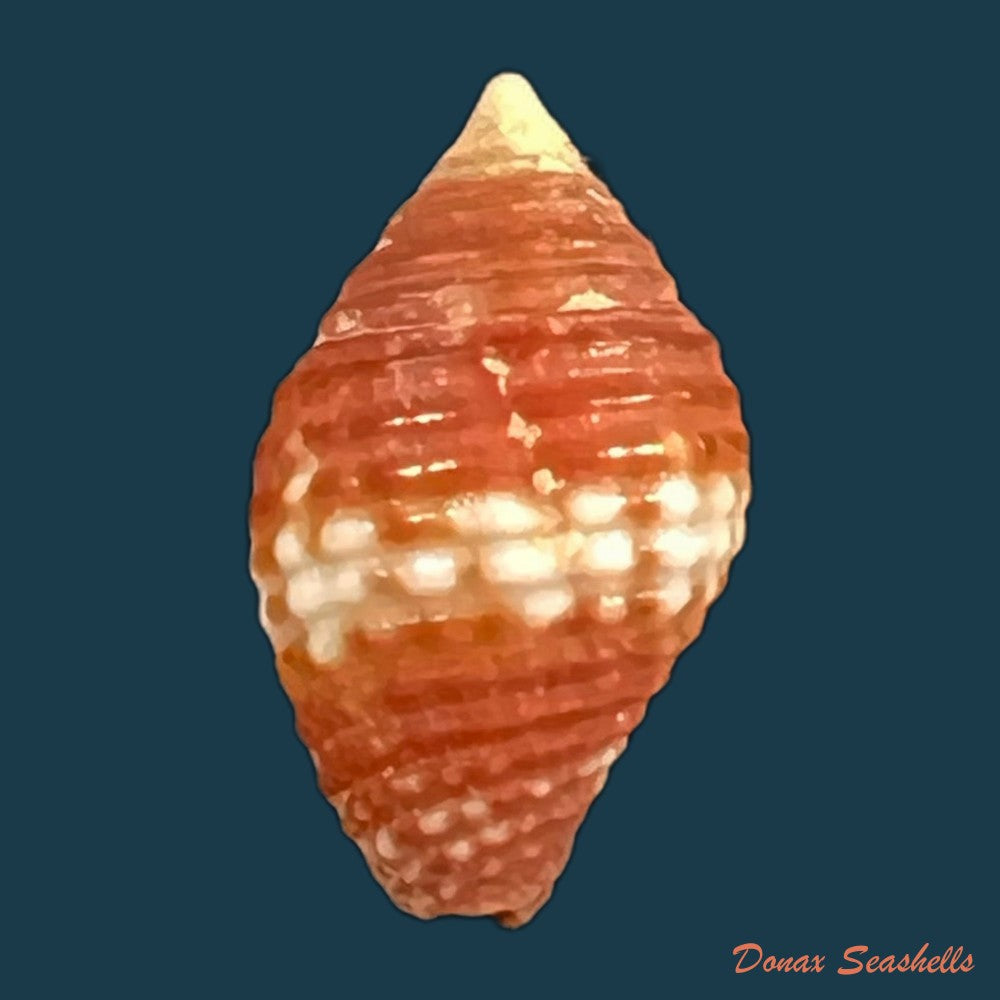 copia-de-pseudonebularia-cucumerina-lamarck-1811-15-5mm-2