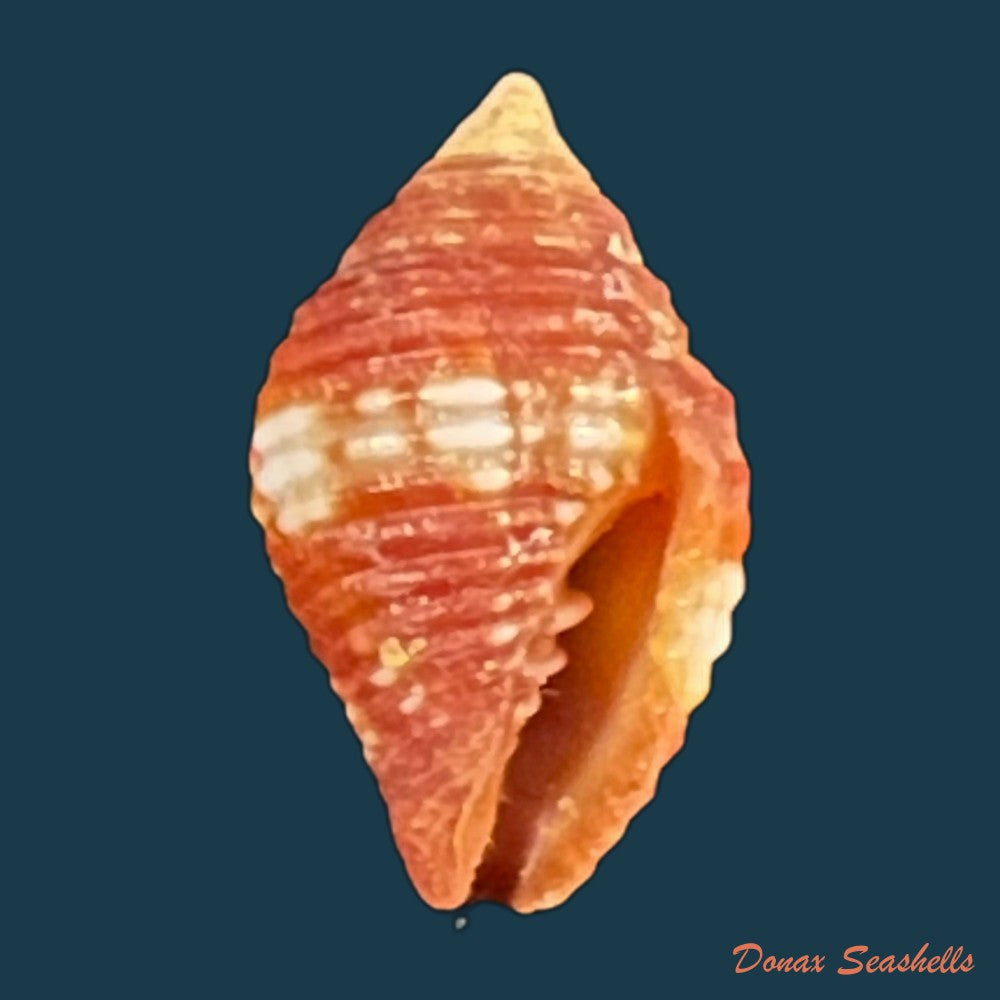 copia-de-pseudonebularia-cucumerina-lamarck-1811-15-5mm-2