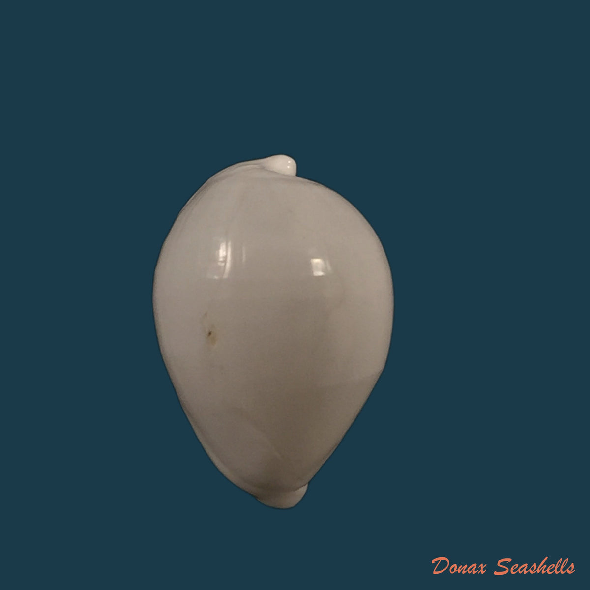 copia-de-pseudosimnia-sinensis-sowerby-1875